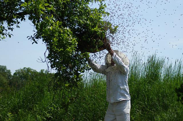 La récupération d’un essaim est une aubaine pour l’apiculteur amateur