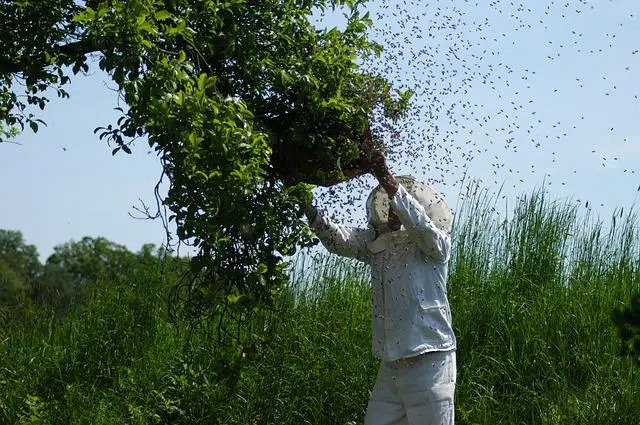 La récupération d’un essaim est une aubaine pour l’apiculteur amateur