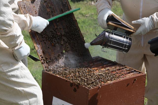 L’enfumoir est un instrument de sécurité qui doit obligatoirement accompagner l’apiculteur sur son rucher