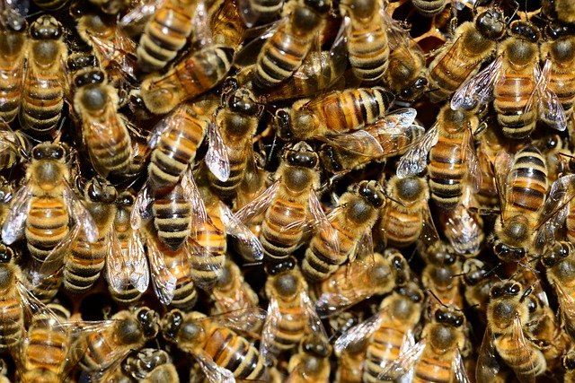 Les abeilles peuvent être à l’origine de désagréments ,mieux vaut être bien assuré.