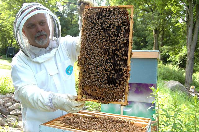 Une combinaison et des gants permettent l’ouverture des ruches en sécurité