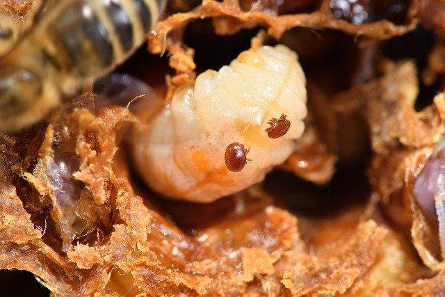 les varroas se reproduisent en parasitant les larves et sont à l’origine d’une maladie redoutable pour les abeilles